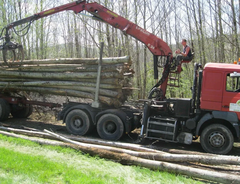 CHÂTAIGNIER EN GRUME